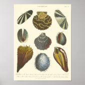 Poster Collection Conchology (Devant)