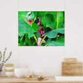 Poster Collection de bananes de velours rose tropical (Cuisine)