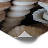 Poster Collection de coquillages, Poster, Nature, Plage d (Coin)
