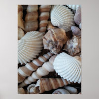 Collection de coquillages, Poster, Nature, Plage d