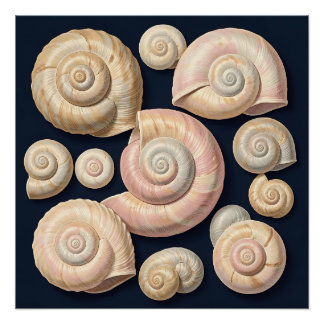 Poster Collection de coquilles marines spirales beige ros