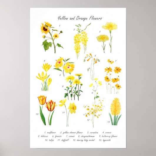 Poster collection de fleurs jaune et orange (Devant)