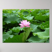 Poster Collection de fleurs : Lotus (Devant)