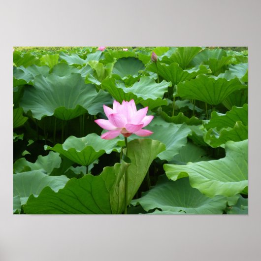 Poster Collection de fleurs : Lotus (Devant)