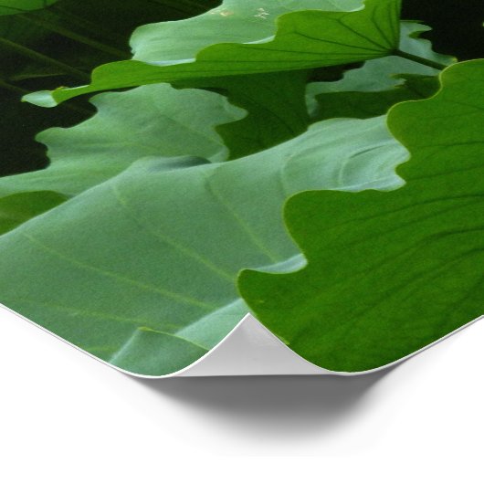 Poster Collection de fleurs : Lotus (Coin)