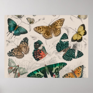 Poster collection de papillons antique art aquarelle papi