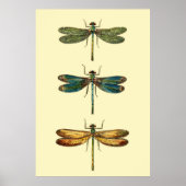 Poster Collection d'insectes de libellules (Devant)