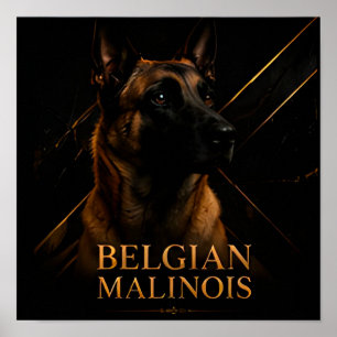 Poster Collection élite de travail du Malinois belge