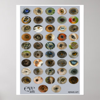 Poster Collection EyeAmArt d'yeux animaux en voie de disp