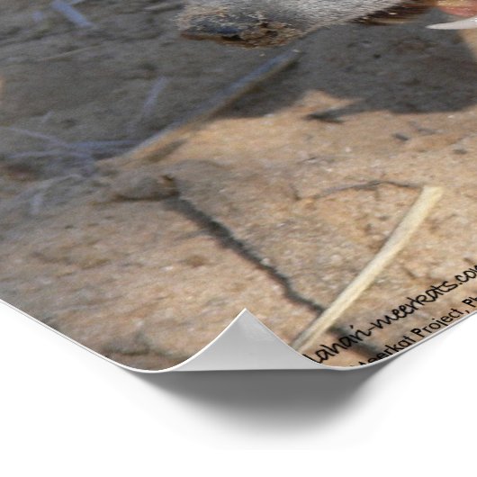 Poster Collection Fluffernutter - Manger (Coin)