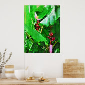 Poster Collection Jardin Tropical en Velours Rose Banana (Cuisine)