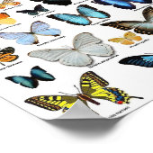 Poster - Collection papillon 2 (Coin)