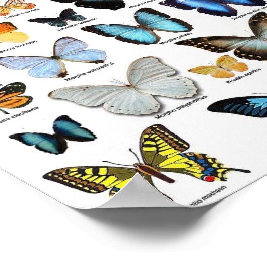 Poster - Collection papillon 2 (Coin)