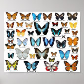 Poster - Collection papillon 2 (Devant)