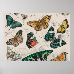 Poster collection papillon aquarelle antique art beurre