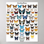 Poster - Collection Papillons (Devant)