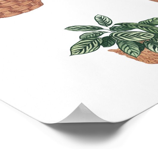 Poster Collection plante 6 (Coin)
