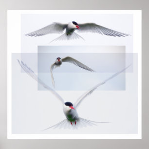 Poster Collection Tern