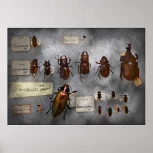 Poster Collectionneur de bugs - La collection d'insectes