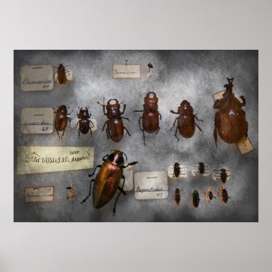 Poster Collectionneur de bugs - La collection d'insectes (Devant)