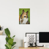 Poster Colley à poil long, chien (Bureau à domicile)
