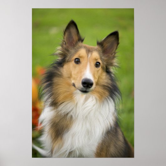 Poster Colley à poil long, chien (Devant)