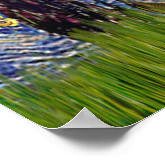 Poster Collie 1 - Nuit étoilée (Coin)