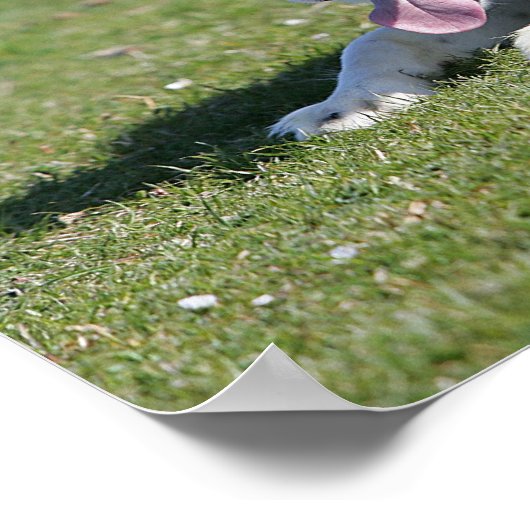 Poster Collie Bordure Déposée (Coin)