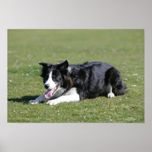 Poster Collie Bordure Déposée