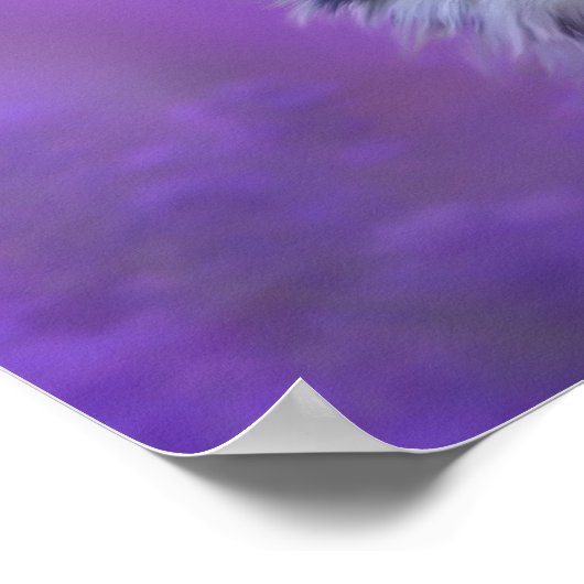 Poster Collie Bordure Noire Et Blanche (Coin)