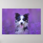 Poster Collie Bordure Noire Et Blanche (Devant)