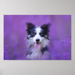 Poster Collie Bordure Noire Et Blanche