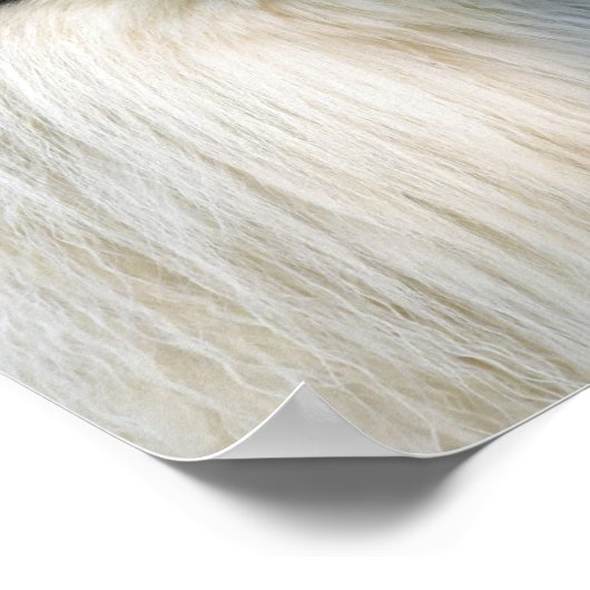 Poster Collie Chien noir et blanc (Coin)