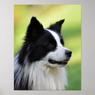 Poster Collie Chien noir et blanc