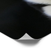 Poster Collie Collie Puppy vieille frontière de 12 semain (Coin)