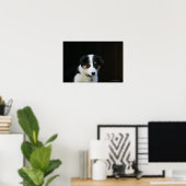 Poster Collie Collie Puppy vieille frontière de 12 semain (Bureau à domicile)