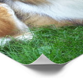 Poster Collie dans l'affiche en herbe (Coin)