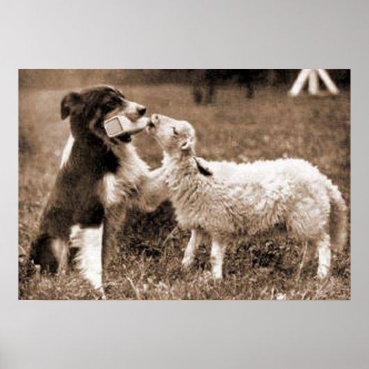Poster "Collie et agneau de la frontière"~Collie de la fr (Devant)