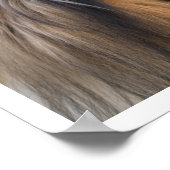 Poster Collie Face (Coin)