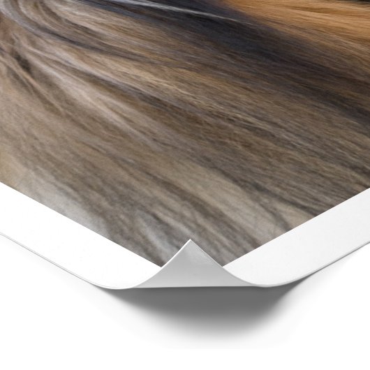 Poster Collie Face (Coin)