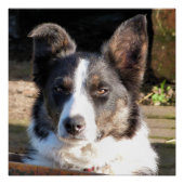 POSTER COLLIE FRONTALIÈRE (Devant)
