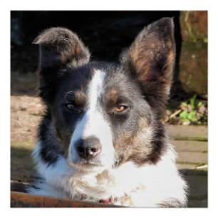 POSTER COLLIE FRONTALIÈRE