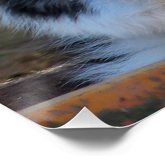 POSTER COLLIE FRONTALIÈRE (Coin)