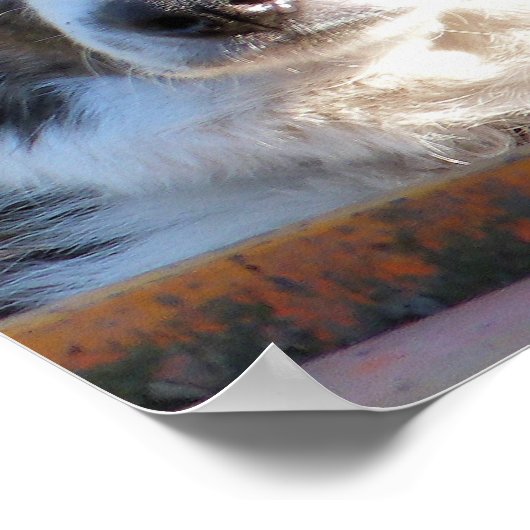 POSTER COLLIE FRONTALIÈRE (Coin)