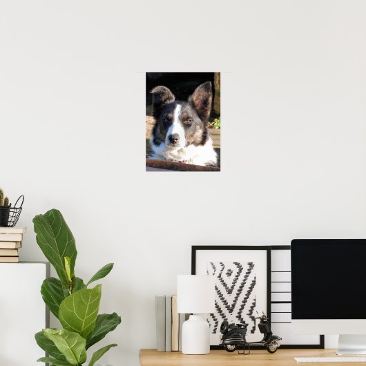 POSTER COLLIE FRONTALIÈRE (Bureau à domicile)