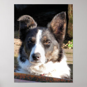 POSTER COLLIE FRONTALIÈRE