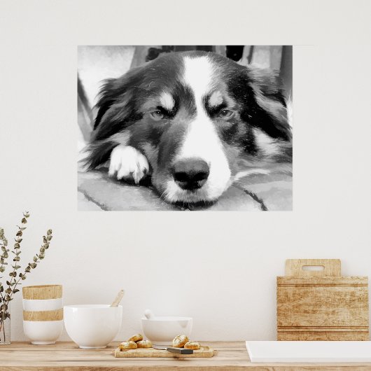 POSTER COLLIE FRONTALIÈRE (Cuisine)