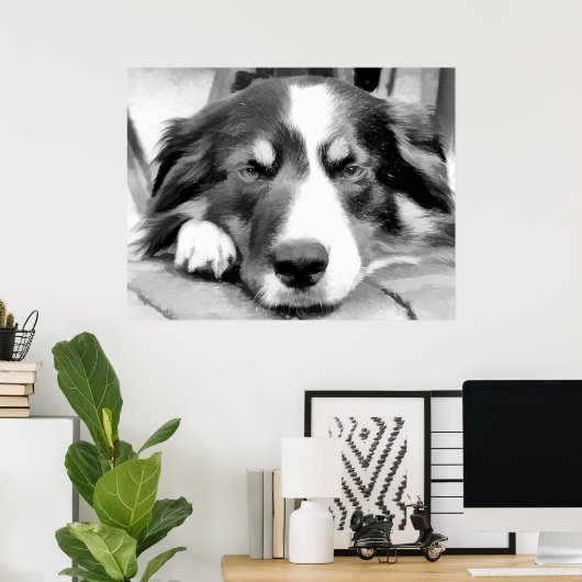 POSTER COLLIE FRONTALIÈRE (Bureau à domicile)