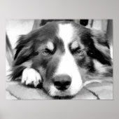 POSTER COLLIE FRONTALIÈRE (Devant)