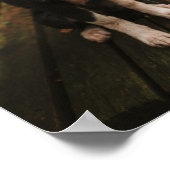 Poster Collie frontalière noire et blanche sur le banc du (Coin)